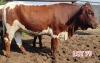 3 x PINZGAUER HEIFER Leon Vorster (PAY PER PIECE) - 3