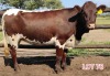 2 x PINZGAUER HEIFER Leon Vorster (PAY PER PIECE)