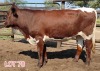 2 x PINZGAUER HEIFER Leon Vorster (PAY PER PIECE) - 2