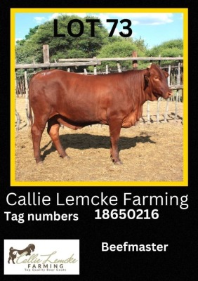 1 x BEEF MASTER HEIFER Callie Lemcke