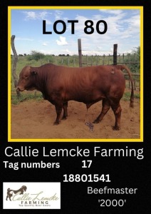 1 x BEEF MASTER BULL Callie Lemcke