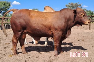 1 x DROUGHT MASTER BULL Leon Vorster