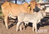 WITHDRAWN - 1+1 x WHITE BRAHMAN COW WITH CALF Leon Vorster