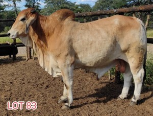 1 x WHITE BRAHMAN BULL Leon Vorster