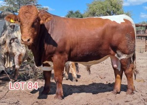 1 x PINZGAUER BULL Leon Vorster