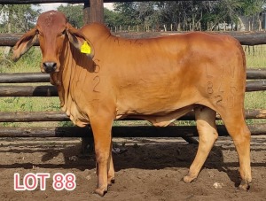 1 x RED BRAHMAN HEIFER Leon Vorster