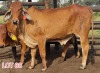 1 x RED BRAHMAN HEIFER Leon Vorster - 2