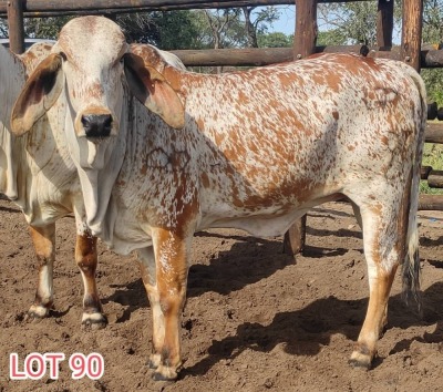 2 x RED BRAHMAN HEIFER Leon Vorster (PAY PER PIECE)