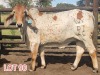 2 x RED BRAHMAN HEIFER Leon Vorster (PAY PER PIECE) - 2