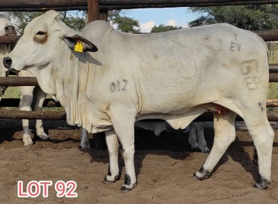 1 x WHITE BRAHMAN COW Leon Vorster