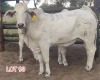 2 x WHITE BRAHMAN HEIFER Leon Vorster