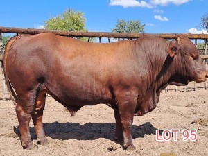 1 x DROUGHT MASTER BULL Leon Vorster