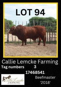 1 x BEEF MASTER BULL Callie Lemcke