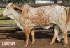 2 x RED BRAHMAN HEIFER Leon Vorster (PAY PER PIECE)