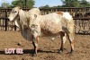 2 x RED BRAHMAN BULL Leon Vorster (PAY PER PIECE)