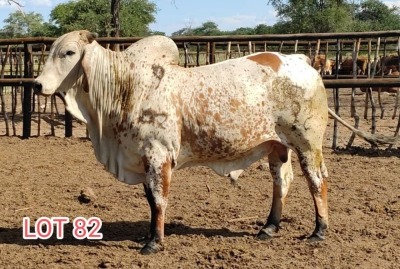 2 x RED BRAHMAN BULL Leon Vorster (PAY PER PIECE)