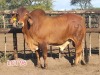 1 x RED BRAHMAN BULL Leon Vorster