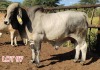 1 x WHITE BRAHMAN BULL Leon Vorster