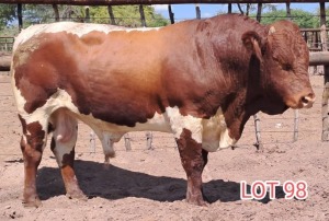 1 x PINZGAUER BULL Leon Vorster