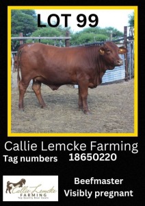 1 x BEEF MASTER HEIFER Callie Lemcke