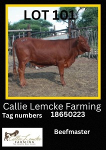 1 x BEEF MASTER HEIFER Callie Lemcke