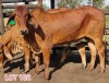 2 x RED BRAHMAN HEIFER Leon Vorster (PAY PER PIECE)