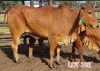 2 x RED BRAHMAN HEIFER Leon Vorster (PAY PER PIECE) - 2