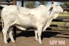 2 x WHITE BRAHMAN COWS Leon Vorster (PAY PER PIECE)