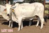 2 x WHITE BRAHMAN COWS Leon Vorster (PAY PER PIECE) - 2