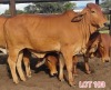 2 x RED BRAHMAN HEIFER Leon Vorster (PAY PER PIECE)