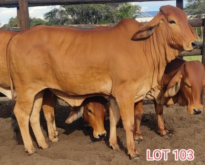 2 x RED BRAHMAN HEIFER Leon Vorster (PAY PER PIECE)