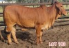 2 x RED BRAHMAN HEIFER Leon Vorster (PAY PER PIECE) - 2