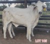 2 x WHITE BRAHMAN HEIFER Leon Vorster