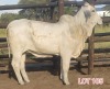 2 x WHITE BRAHMAN HEIFER Leon Vorster - 2