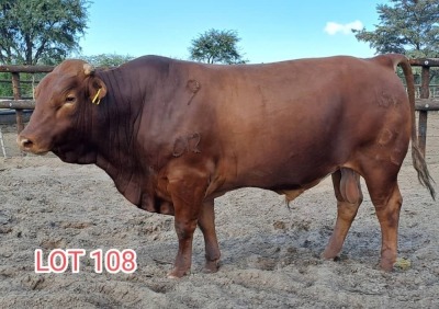 1 x DROUGHT MASTER BULL Leon Vorster