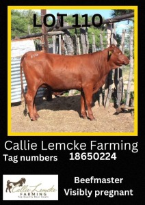 1 x BEEF MASTER HEIFER Callie Lemcke