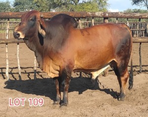 1 x RED BRAHMAN BULL Leon Vorster