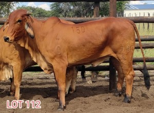 1 x RED BRAHMAN HEIFER Leon Vorster