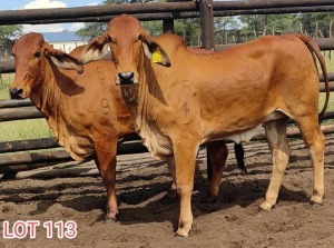 2 x RED BRAHMAN HEIFER Leon Vorster (PAY PER PIECE)