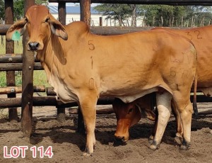 2 x RED BRAHMAN COWS Leon Vorster (PAY PER PIECE)