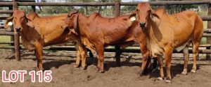 3 x RED BRAHMAN COWS Leon Vorster (PAY PER PIECE)