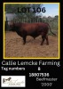 1 x BEEF MASTER BULL Callie Lemcke