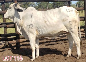 1 x WHITE BRAHMAN HEIFER Leon Vorster