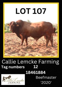 1 x BEEF MASTER BULL Callie Lemcke