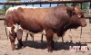 1 x PINZGAUER BULL Leon Vorster