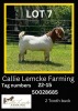 1 x BOER GOAT BUCK Callie Lemcke