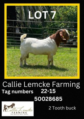 1 x BOER GOAT BUCK Callie Lemcke