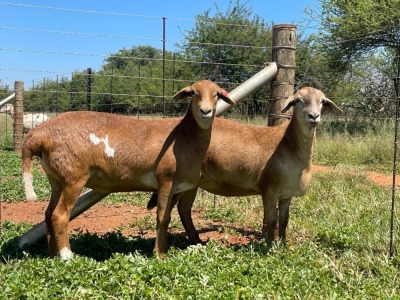 2X MEATMASTER EWE Thaba Meatmasters (pay per animal)