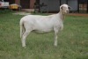 LOT 6 1X MEATMASTER OOI/EWE RED RIBBON MEATMASTERS - 5