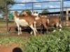 3X MEATMASTER EWE Thaba Meatmasters (pay per animal) - 2